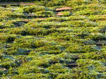 FZ025290 Frosty moss on roof.jpg